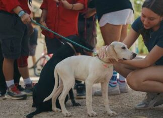 Μεγάλη επιτυχία η 3η Γιορτή Υιοθεσίας Αδέσποτων στα Βριλήσσια