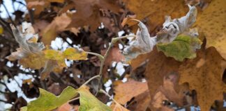 Πρόγνωση Καιρού για Αύριο Σάββατο Αττική και Γενικά Χαρακτηριστικά