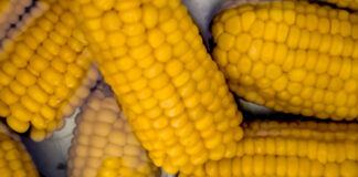 Καλά Καλαμπόκια: Η Ελληνική Φράση της Τύχης και της Ευημερίας