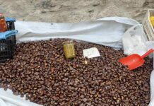 Μεγάλη επιτυχία για τη Γιορτή του Κάστανου στην Αγιάσο