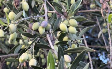 Το μάζεμα της ελιάς: Παράδοση, κόπος και καρπός ζωής