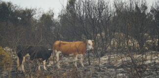 WWF:500.000 στρέμματα χάθηκαν φέτος από τις φωτιές