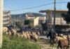 Κτηνοτροφία σε κρίση λόγω ευλογιάς των αιγοπροβάτων