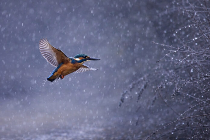 Αλκυόνη στη βροχή