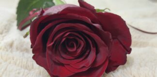 Του Αγίου Βαλεντίνου: Η Αγάπη Θυσιάζεται. Δεν Απαιτεί