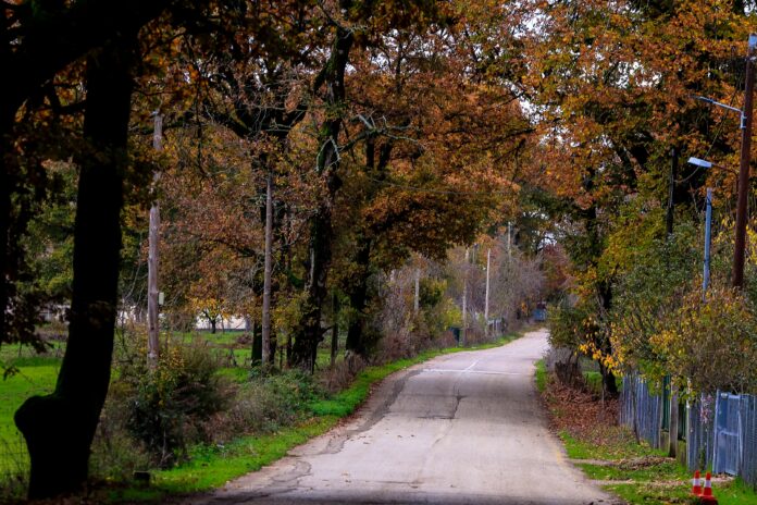 ΔΑΣΟΣ ΤΗΣ ΦΟΛΟΗΣ (ΚΟΝΤΑΡΙΝΗΣ ΓΙΩΡΓΟΣ EUROKΙNISSI)