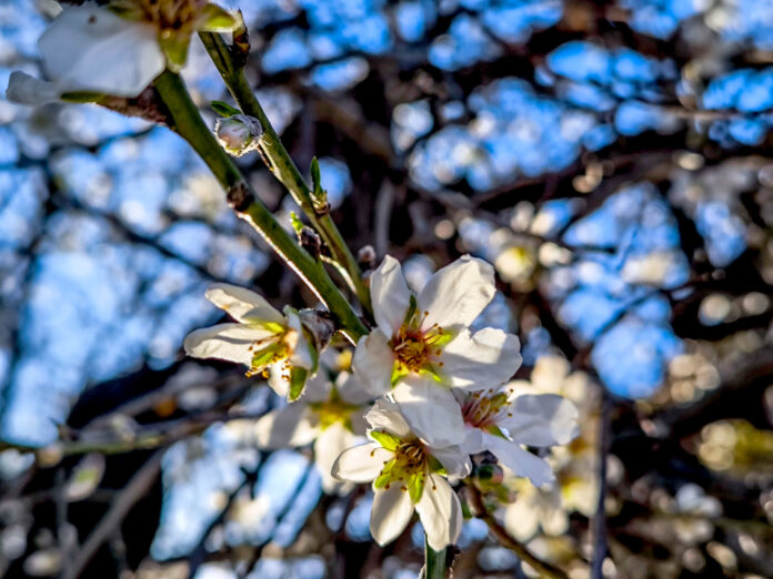 ΑΜΥΓΔΑΛΙΑ (ΓΙΩΡΓΟΣ ΚΟΝΤΑΡΙΝΗΣ/EUROKINISSI)