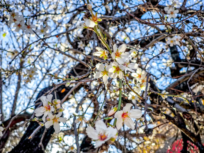 ΑΜΥΓΔΑΛΙΑ (ΓΙΩΡΓΟΣ ΚΟΝΤΑΡΙΝΗΣ/EUROKINISSI)