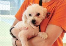 Βρέθηκε σκυλάκι στο Τένις Παπάγου – Αναζητείται ο κηδεμόνας του