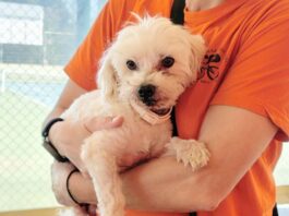 Βρέθηκε σκυλάκι στο Τένις Παπάγου – Αναζητείται ο κηδεμόνας του