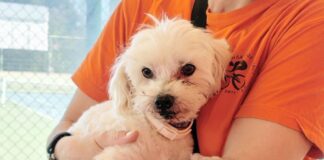 Βρέθηκε σκυλάκι στο Τένις Παπάγου – Αναζητείται ο κηδεμόνας του