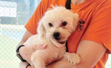 Βρέθηκε σκυλάκι στο Τένις Παπάγου – Αναζητείται ο κηδεμόνας του