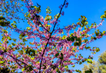 Ήπιος καιρός με πρόσκαιρες νεφώσεις και τοπικές βροχές στα ορεινά τη Δευτέρα