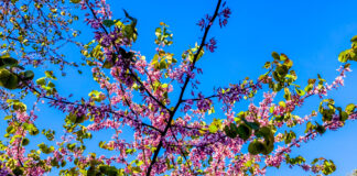 Ήπιος καιρός με πρόσκαιρες νεφώσεις και τοπικές βροχές στα ορεινά τη Δευτέρα