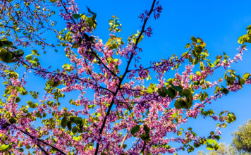 Ήπιος καιρός με πρόσκαιρες νεφώσεις και τοπικές βροχές στα ορεινά τη Δευτέρα