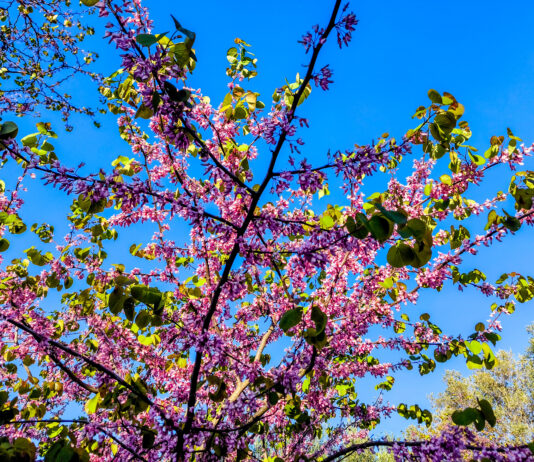 Ήπιος καιρός με πρόσκαιρες νεφώσεις και τοπικές βροχές στα ορεινά τη Δευτέρα