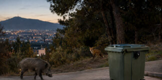 Χαλάνδρι: Απαγορεύεται η τροφή σε αγριόχοιρους και άγρια ζώα Αγριόχοιρος και αλεπού κοντά σε κλειστό κάδο στην άκρη περιαστικού δάσους