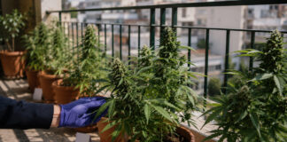 Χαλκίδα: Πέντε δενδρύλλια κάνναβης σε μπαλκόνι – Ένας συνελήφθη, δύο αναζητούνται Γλάστρες με φυτά κάνναβης σε αστικό μπαλκόνι κατά τη διάρκεια έρευνας