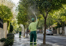 Φιλοθέη–Ψυχικό: Πλύσεις στα εσπεριδοειδή για τον ακανθώδη αλευρώδη Δημοτικά συνεργεία πλένουν τα φύλλα εσπεριδοειδών σε δενδροφυτεμένη γειτονιά