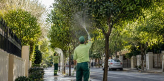 Φιλοθέη–Ψυχικό: Πλύσεις στα εσπεριδοειδή για τον ακανθώδη αλευρώδη Δημοτικά συνεργεία πλένουν τα φύλλα εσπεριδοειδών σε δενδροφυτεμένη γειτονιά
