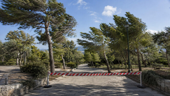 Ανεμοδαρμένα πεύκα και προστατευτικό εμπόδιο στην είσοδο αστικού άλσους