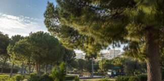 Νέα Φιλαδέλφεια–Νέα Χαλκηδόνα: Τριετής διαγωνισμός για την κάμπια των πεύκων Πεύκα σε αστικό πάρκο με όχημα συντήρησης πρασίνου στο βάθος