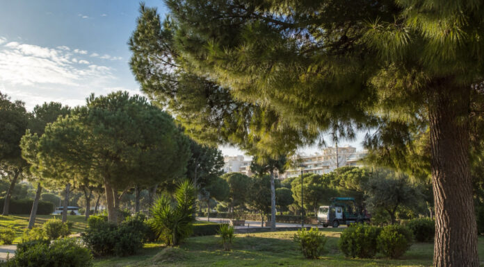 Νέα Φιλαδέλφεια–Νέα Χαλκηδόνα: Τριετής διαγωνισμός για την κάμπια των πεύκων Πεύκα σε αστικό πάρκο με όχημα συντήρησης πρασίνου στο βάθος