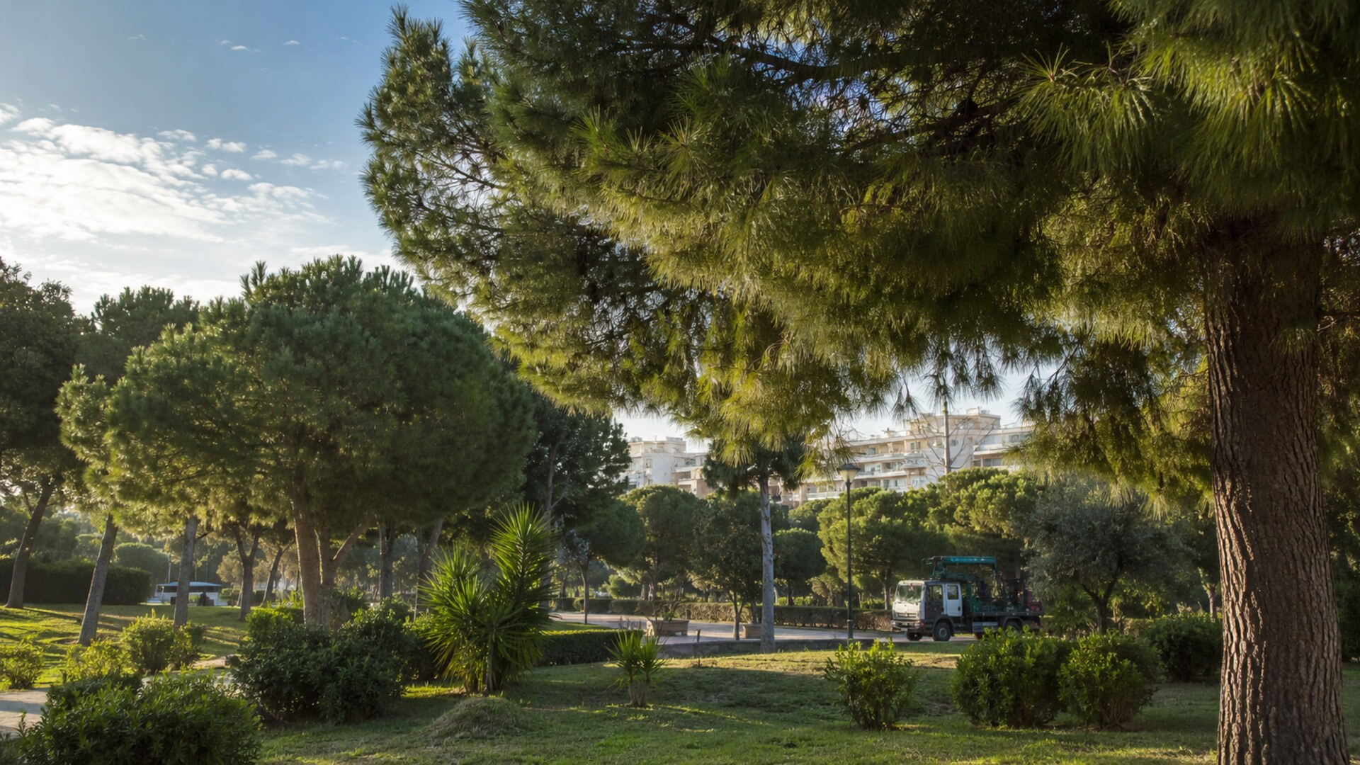 Πεύκα σε αστικό πάρκο με όχημα συντήρησης πρασίνου στο βάθος
