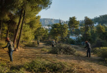 Πεντέλη: Καθαρισμοί σε σχολεία, νοσοκομεία και δασικές εκτάσεις Συνεργεία καθαρίζουν ξερή βλάστηση σε περιαστική δασική έκταση της Πεντέλης