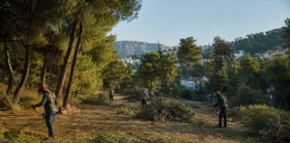 Πεντέλη: Καθαρισμοί σε σχολεία, νοσοκομεία και δασικές εκτάσεις Συνεργεία καθαρίζουν ξερή βλάστηση σε περιαστική δασική έκταση της Πεντέλης