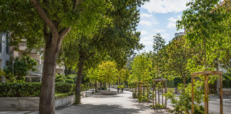 Πεντέλη: Σε διαβούλευση ο κανονισμός για κοπές και αντιστάθμιση δέντρων Δεντροφυτεμένος κοινόχρηστος χώρος με ώριμα δέντρα και νέα υποστηριζόμενα δενδρύλλια