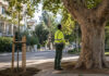 Πεντέλη: Έως 30 Σεπτεμβρίου η διαβούλευση για τη διαχείριση δέντρων Δημοτικός γεωπόνος επιθεωρεί ώριμο δέντρο δίπλα σε νεαρή φύτευση σε κοινόχρηστο χώρο