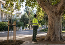 Πεντέλη: Έως 30 Σεπτεμβρίου η διαβούλευση για τη διαχείριση δέντρων Δημοτικός γεωπόνος επιθεωρεί ώριμο δέντρο δίπλα σε νεαρή φύτευση σε κοινόχρηστο χώρο