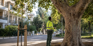 Πεντέλη: Έως 30 Σεπτεμβρίου η διαβούλευση για τη διαχείριση δέντρων Δημοτικός γεωπόνος επιθεωρεί ώριμο δέντρο δίπλα σε νεαρή φύτευση σε κοινόχρηστο χώρο