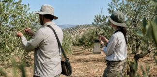 Περιφέρεια Αττικής: Δύο θέσεις εργατών για το πρόγραμμα δακοκτονίας Δύο εργατοτεχνίτες ελέγχουν ελαιόδεντρα στο πλαίσιο εργασιών δακοκτονίας