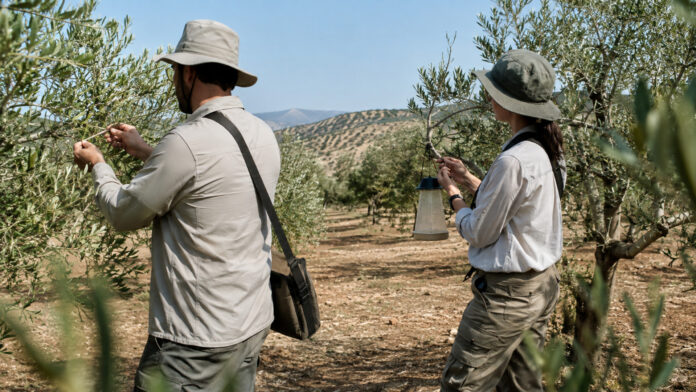 perifereia-attikis-dakoktonia-dyo-proslipseis-20260829-1730-1920x1080-1 Δύο εργατοτεχνίτες ελέγχουν ελαιόδεντρα στο πλαίσιο εργασιών δακοκτονίας