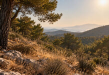 Αττική: Υψηλός κίνδυνος πυρκαγιάς σήμερα – Οι βασικές οδηγίες Ξηρή πευκόφυτη έκταση στην Αττική σε συνθήκες αυξημένου κινδύνου πυρκαγιάς