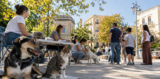 Χαλάνδρι: Παζάρι και ημέρα υιοθεσίας ζώων στις 12 Σεπτεμβρίου Σκύλος και γάτα σε υπαίθρια δράση υιοθεσίας ζώων σε πλατεία