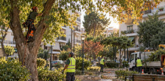 Μαρούσι: Παρεμβάσεις καθαριότητας και πρασίνου στις γειτονιές Συνεργείο συντηρεί δέντρα και κοινόχρηστο πράσινο σε γειτονιά του Αμαρουσίου