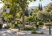 Νέα Ιωνία: Σχέδιο φροντίδας για 22.000 δέντρα και ενίσχυση της Υπηρεσίας Πρασίνου Δημοτικό συνεργείο φροντίζει ώριμα δέντρα σε αστική πλατεία