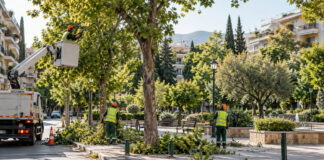 Νέα Ιωνία: Σχέδιο φροντίδας για 22.000 δέντρα και ενίσχυση της Υπηρεσίας Πρασίνου Δημοτικό συνεργείο φροντίζει ώριμα δέντρα σε αστική πλατεία
